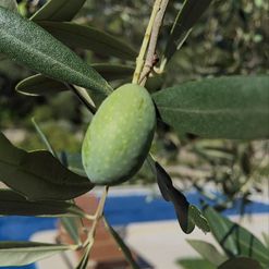 Our olive oils – Histoire d’Enfer