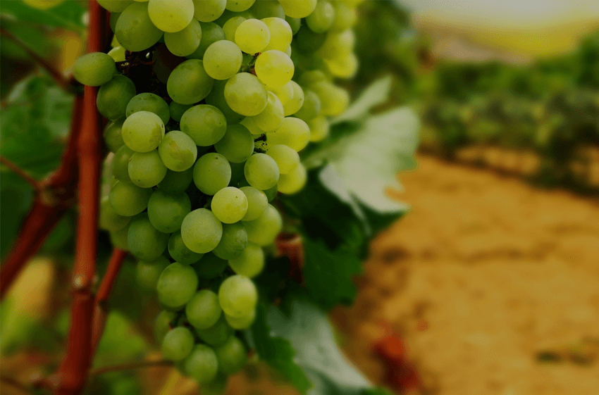 White wine grape varieties from Valais – Histoire d’Enfer