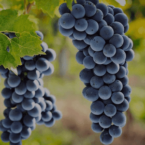 Our red wines – Histoire d’Enfer