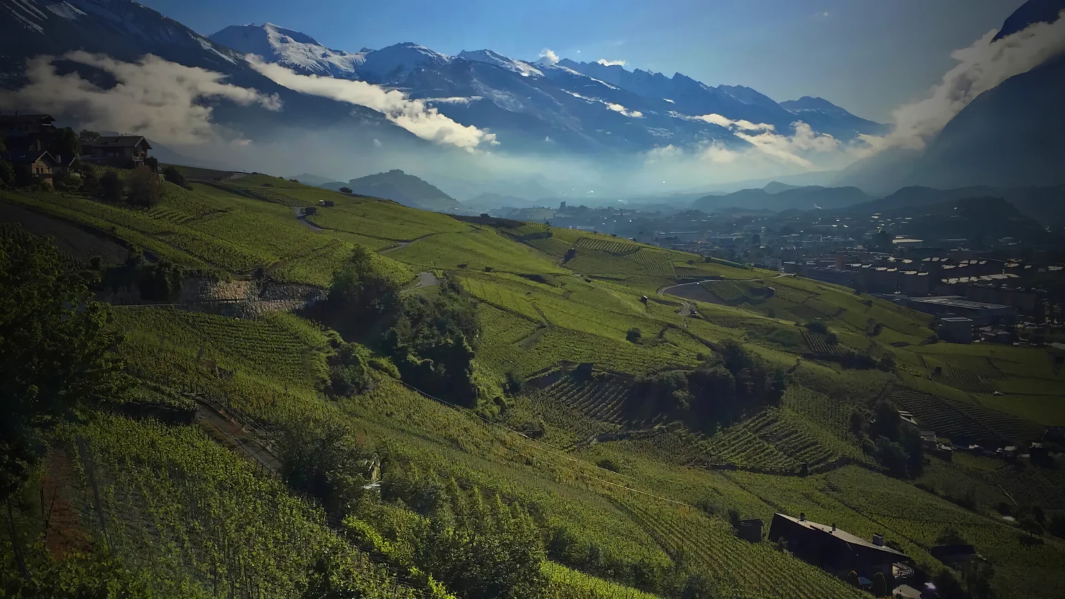 Vue aérienne du vignoble